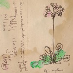 Fence & Acqui - Quidditch