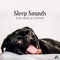Sleeping Dogs Therapy - Pet Care Club & Deep Sleep Group lyrics