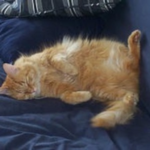 Simba's Silly Show #3: Food!