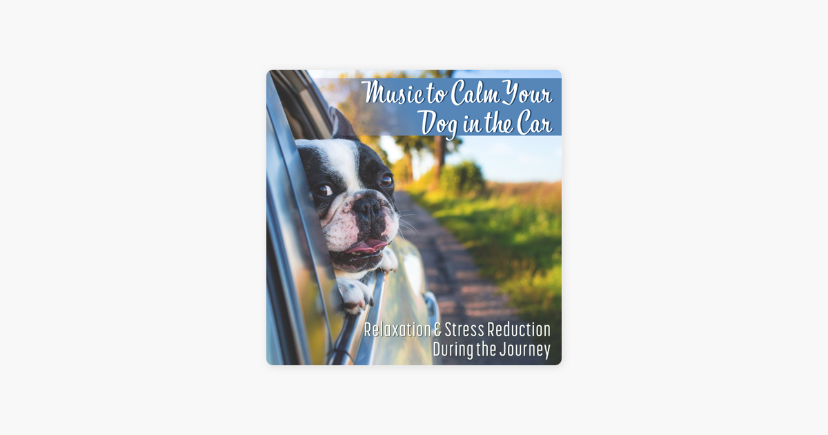 music to calm your dog