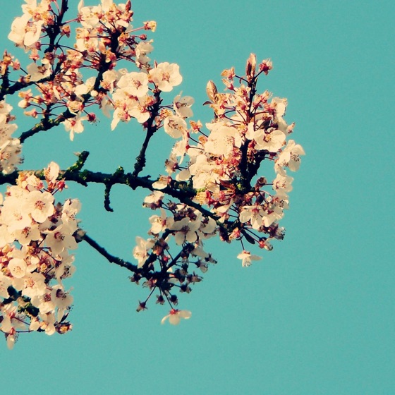Cover artwork for Magnolia