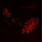Hypericum - VAGAO - P lyrics
