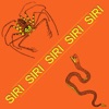 Siri - Single