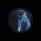 Fallin' Star (feat. Smara D, Sendeljer & A-Dre) - Dream Castle lyrics