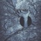 Brahman - Black Bile lyrics