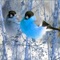 Bird Sounds Relaxation - Acerting Art lyrics