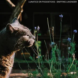 last ned album Lunatics On Pogosticks - Sniffing Lavender