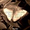 Butterfly (Club Mix) - Corvino Traxx lyrics