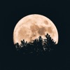 Robin Van Riel - Nocturnal Animal