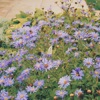 The Florist - clock clock clock