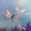 Flying Apart - Single