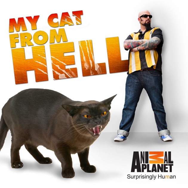 my cat from hell cat toys