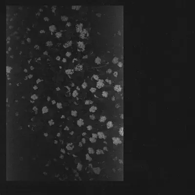 Poverty - Motorama