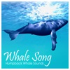 Humpback Whale Sounds - Single