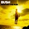 Speeding Through the Bright Lights - Bush lyrics