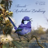 Andrew Skeoch & Sarah Koschak - The Living Outback: Pied Butcherbird