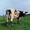 Atom heart mother / Pink Floyd