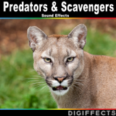 Predators & Scavengers Sound Effects - Digiffects Sound Effects Library