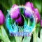 Admire Nature (Rainfall) - Spring Awakening Music Resort lyrics