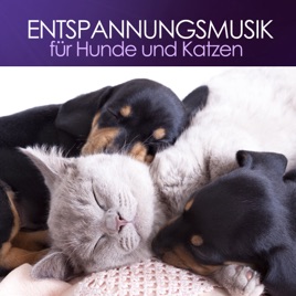 Entspannungsmusik Für Hunde Und Katzen De Entspannungsmusik Culture