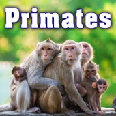Family of Siamang Monkeys Vocalizing artwork