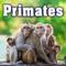 Family of Siamang Monkeys Vocalizing artwork