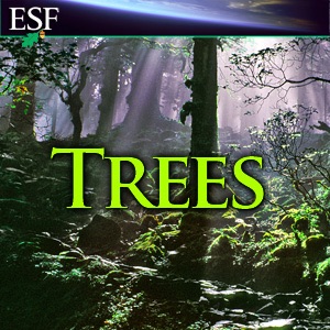 Trees cover