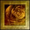 Dripping in Gold (feat. Morgan Renée Hall) - LUZCID lyrics
