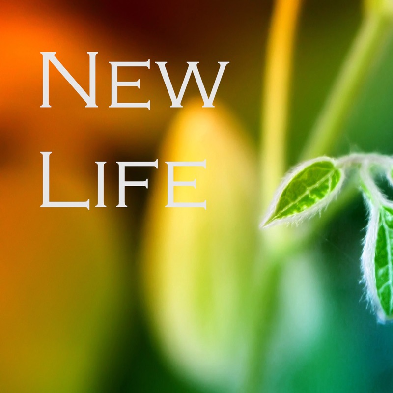 Its new life. New Life картинки. New Life обложка. New Life надпись. Надписью New Life фото.
