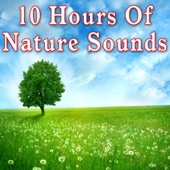 10 Hours of Nature Sounds artwork
