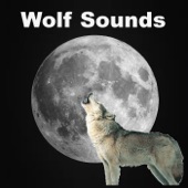 Wolf Sounds in the Rain artwork