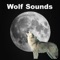 Wolf Sounds in the Rain artwork