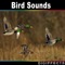 Two Birds Flying Away in Forest - Digiffects Sound Effects Library lyrics