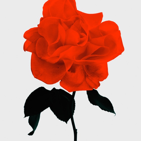 Cover artwork for Egoist
