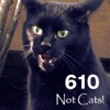 Not Cats! - EP