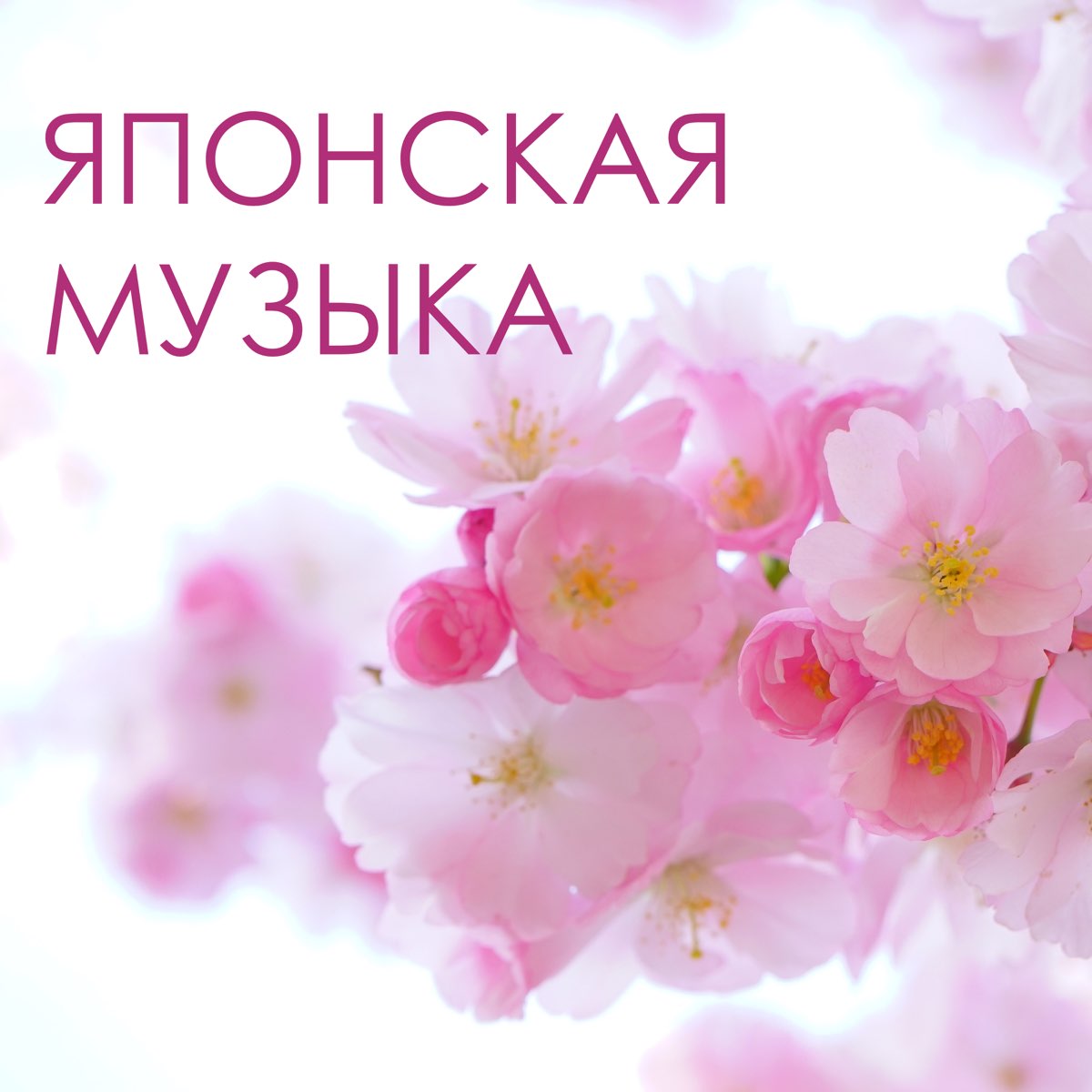 Японская музыка для души. Японская музыка для сна. Цветы для баннера Лили. Японская музыка благополучие маэстро. Японская музыка для сна слушать.