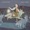 The Crane Wives - The Moon Will Sing - The Coyote Stories