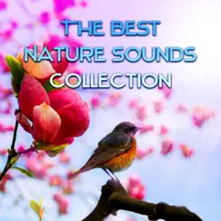 Tropical Birds and Ambient Music Song Lyrics