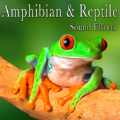 Amphibian & Reptile Sound Effects - The Hollywood Edge Sound Effects Library