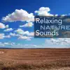 Relaxing Nature Sounds - Music with Sounds of Forest Stream, Rain, Ocean Waves, Meadow Ambience album lyrics, reviews, download