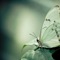 Elusive Butterfly - Tu Big Lady lyrics