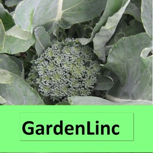 GardenLinc episode 5 - flowers for the local market and rhododendrons