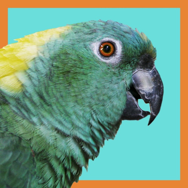 Polly Wanna Podcast cover