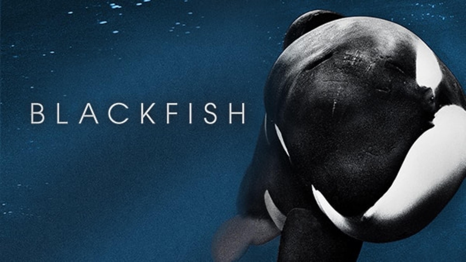 Blackfish | Apple TV