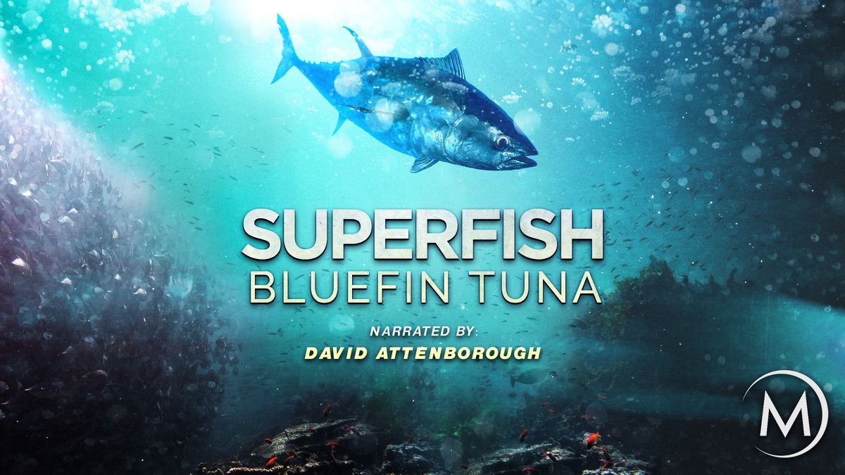 Superfish: Bluefin Tuna - Narrated by David Attenborough | Apple TV