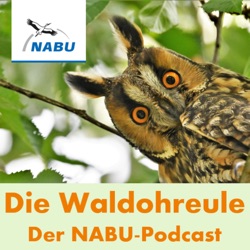 Waldohreule - NABU Projekt-Podcast