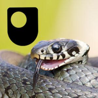 Darwin Now - Audio podcast