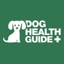 Dog Eye Infections Symptoms and Treatment