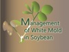 Management of White Mold in Soybeans artwork