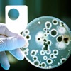 Investigating bacterial communication - for iPad/Mac/PC artwork